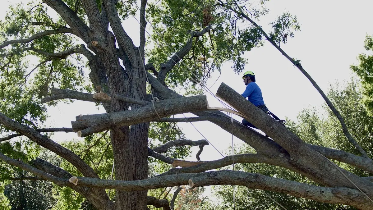 Professional Crown Thinning performed by certified arborists in New Melle